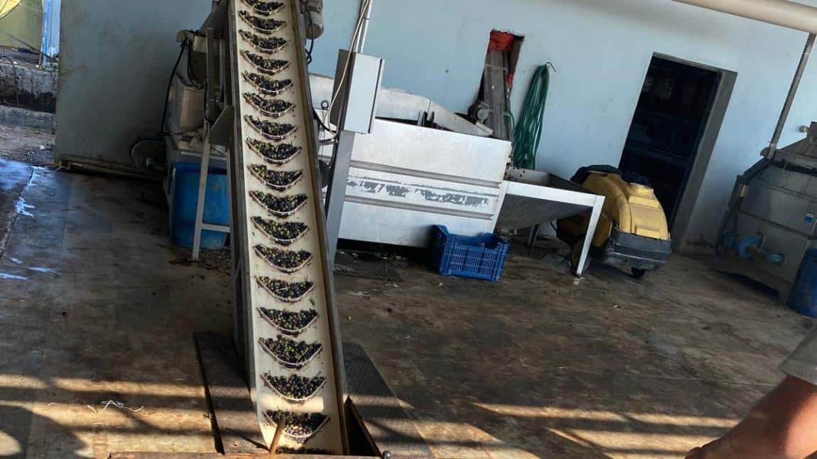 Okulumuzun Bahçesindeki Zeytinler Toplandı